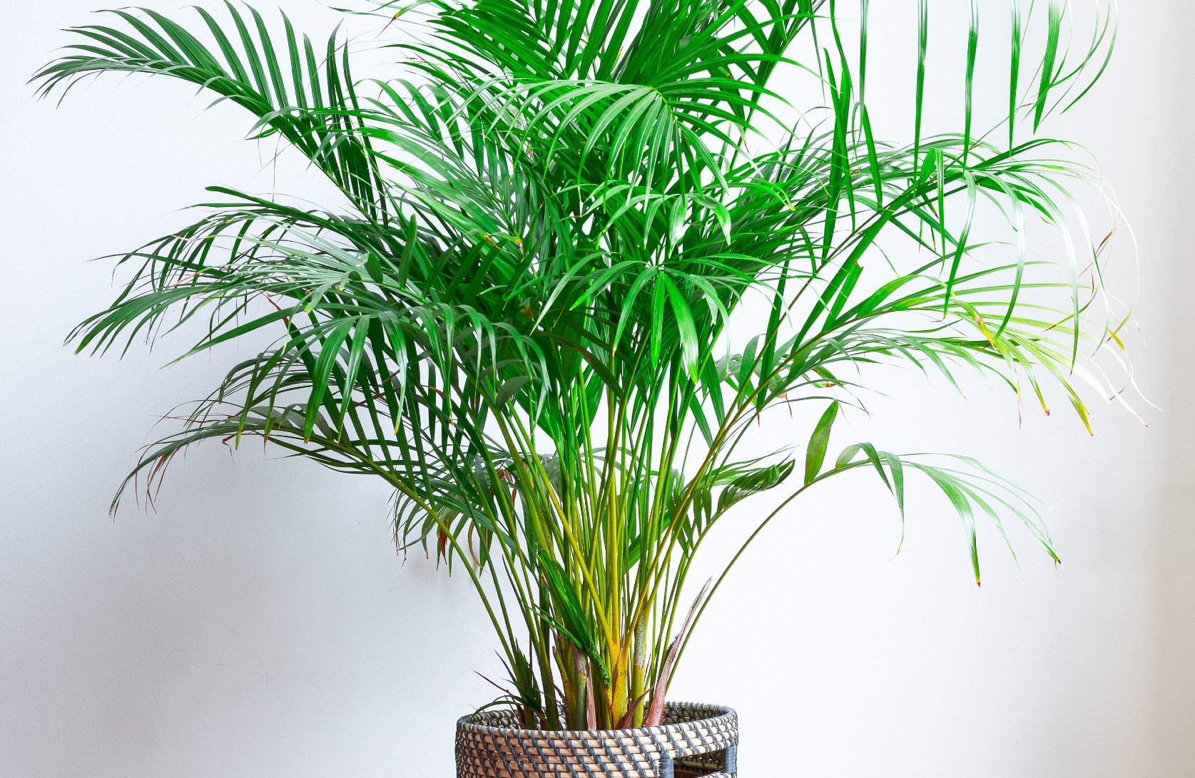 Grüne Zimmerpflanze im Topf